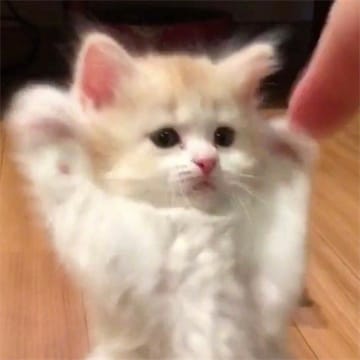 Ảnh đại diện người dùng Anil